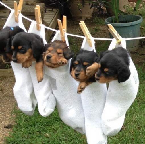 Top 10 Adorable Dogs on Washing Lines