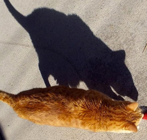 Top 10 Scary and Funny Cat Shadows 