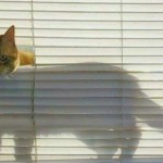 Top 10 Scary and Funny Cat Shadows