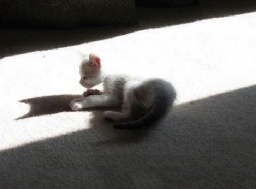 Top 10 Scary and Funny Cat Shadows