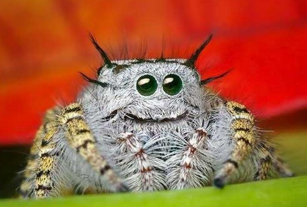 top-10-strangely-beautiful-and-unusual-spiders