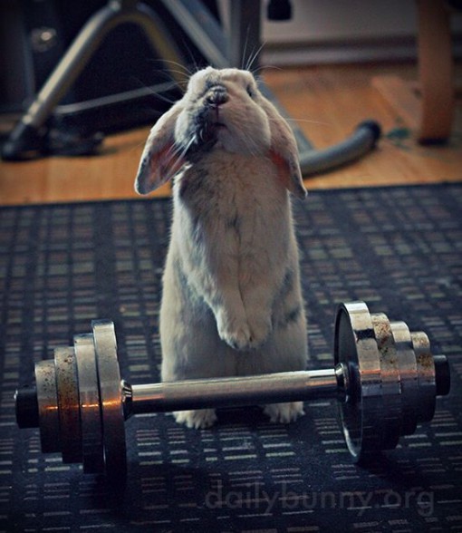 Top 10 Super Fit Weightlifting Animals