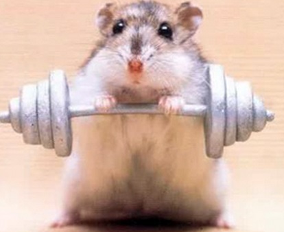 Top 10 Super Fit Weightlifting Animals
