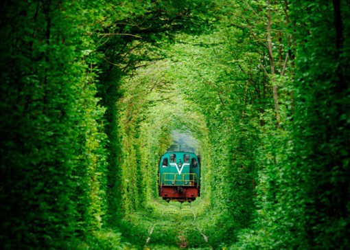 Tunnel Made From Trees