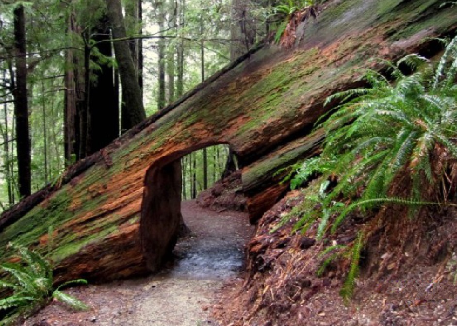 Top 10 Amazing Tunnels Through Trees 8349