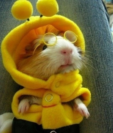 Ten Funny Animals Dressed as Bees Who Are Simply Bee-utiful