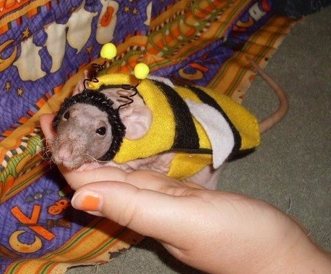 Ten Funny Animals Dressed as Bees Who Are Simply Bee-utiful
