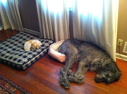 Top 10 Funny Animal Bed Swaps