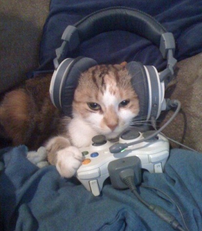 Top 10 Nerdy Xbox Fanboy Cats