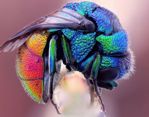 Ten Amazing Naturally Rainbow Coloured Animals