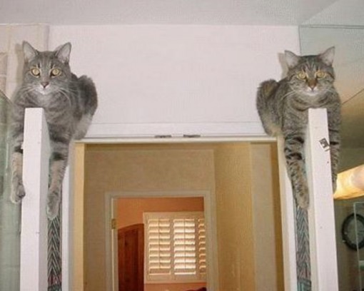 Top 10 Comfortable Monorail Cats