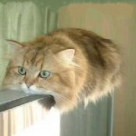 Top 10 Comfortable Monorail Cats