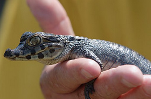 Top 10 Rare or Unusual Crocodiles and Alligators