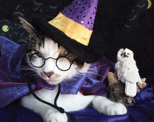 Top 10 Scary Cats in Witches Hats