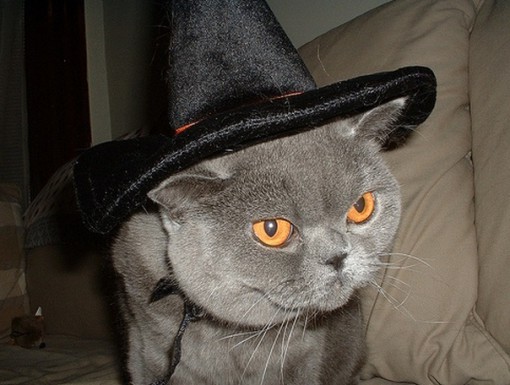 Top 10 Scary Cats in Witches Hats