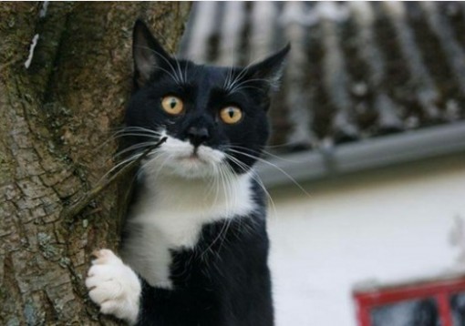 Top 10 Suspicious Cats That Know What You Are Up To