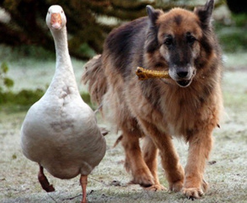 Top 10 Unusual Dog Friendships