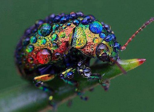Ten Amazing Naturally Rainbow Coloured Animals