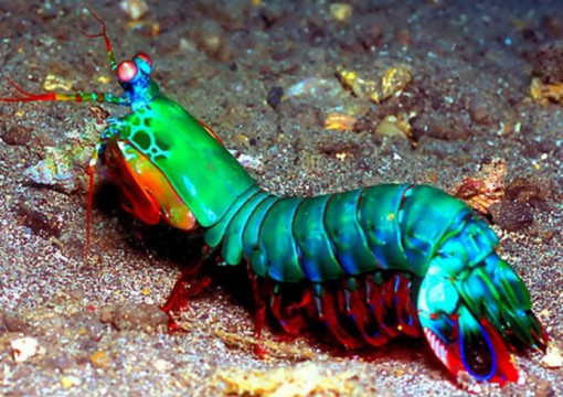 Ten Amazing Naturally Rainbow Coloured Animals