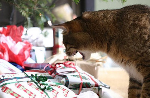 Cat opening a Christmas present