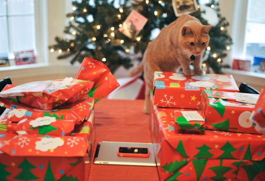 Top 10 Cats Who Can't Wait For Christmas