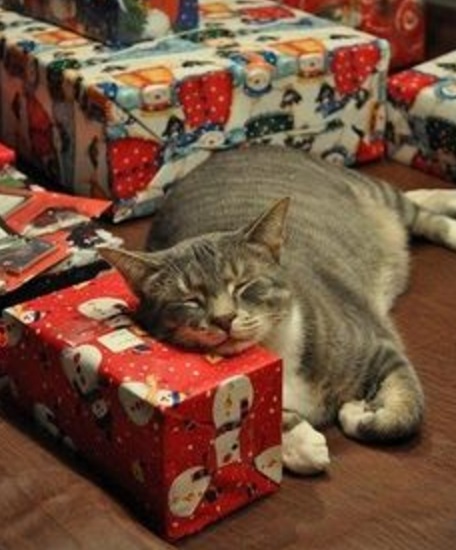 Top 10 Cats Who Can't Wait For Christmas