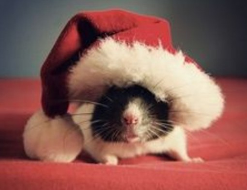 Top 10 Rodents Dressed As Santa