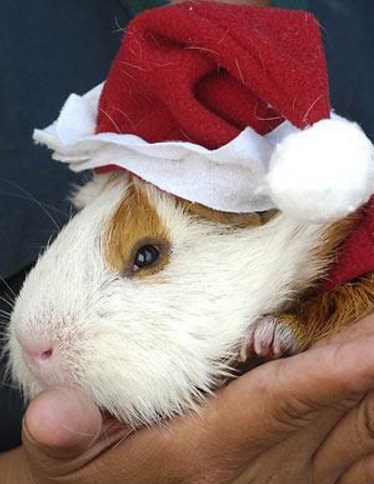 Top 10 Rodents Dressed As Santa