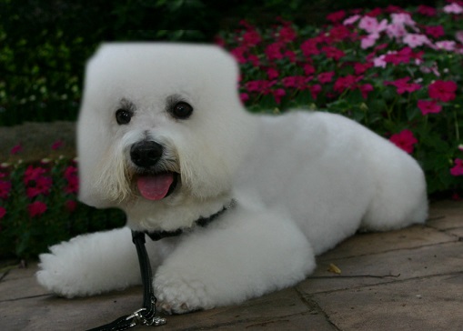 Top 10 Four Equal Sided Dog Square Grooming