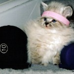 Top 10 Weight Loss Journey Cats At The Gym