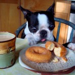 Top 10 Crazy Eyed Dogs Who Love Thier Food