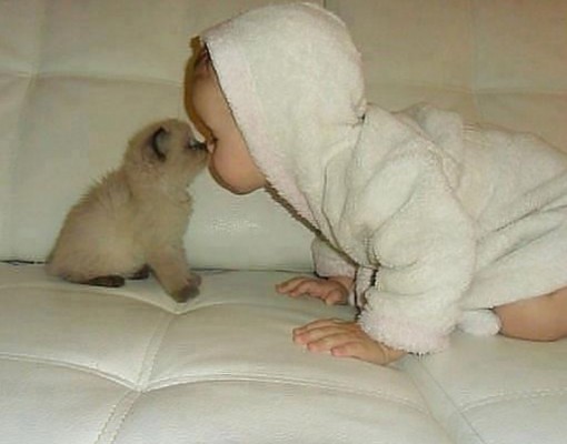 Top 10 Pictures Of Babies Kissing Animals