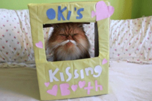 Top 10 Super Smoochy Kissing Booth Cats