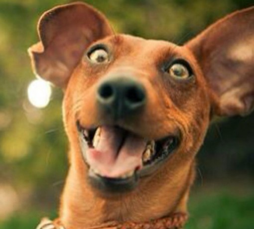 Top 10 Barking Mad Dogs With Crazy Faces