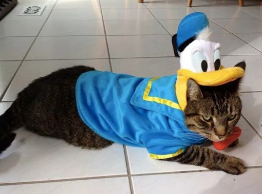 This Cat Loves Walt Disney