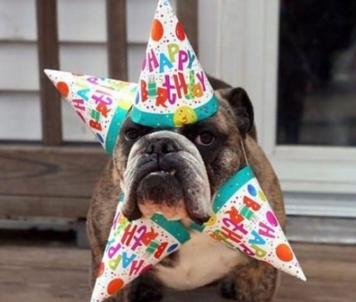 Dog Celebrating a Birthday