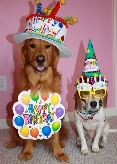 Dog Celebrating a Birthday