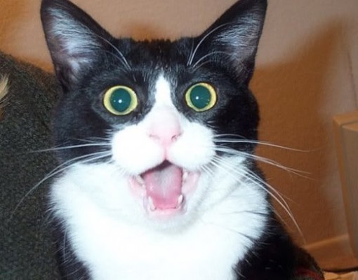 Cat Drops Jaw In Disbelief