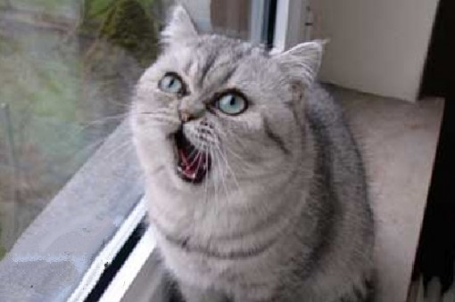 Cat Drops Jaw In Disbelief