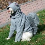 Top 10 Very Nutty Dogs Dressed As Squirrels