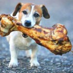 Top 10 Winning Dogs Who Have Hit The Jackpot