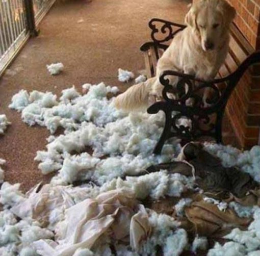 Guilty Dog