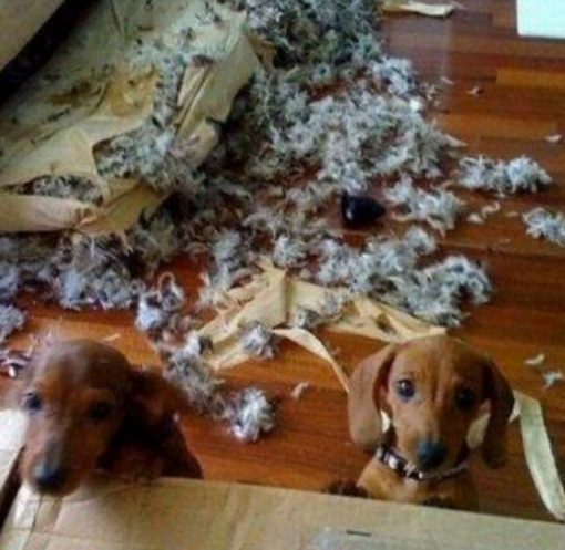 Guilty Dogs