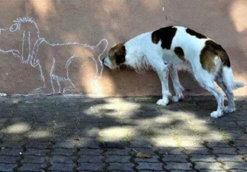 Dog Sniffing Picture Of Other Dog