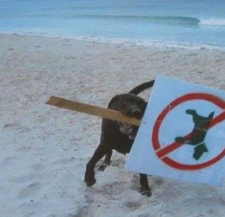 Dog Takes No Dog Sign
