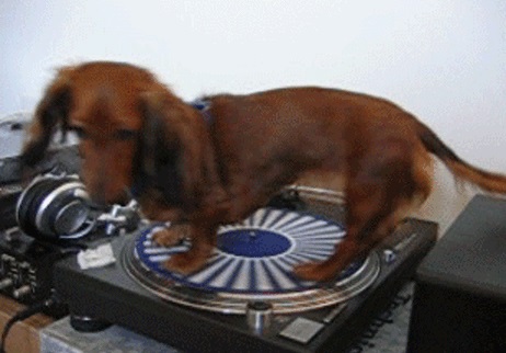 Dog Spins Of Record Player
