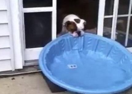 Dog Dragging Pool Inside