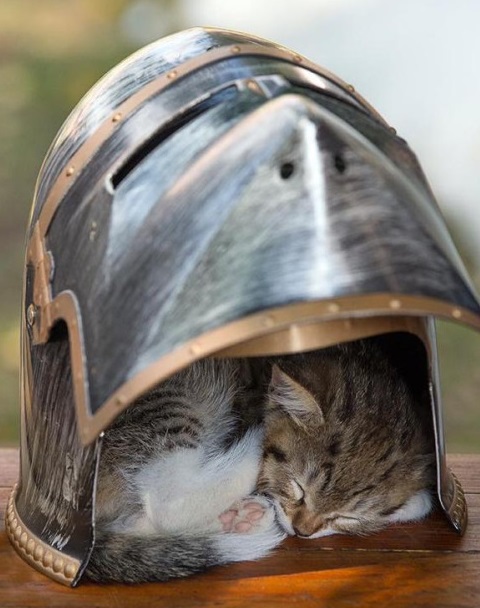 Cat Asleep Inside a Knights Helmet