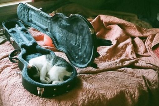 Cat Asleep Inside a Guitar Case