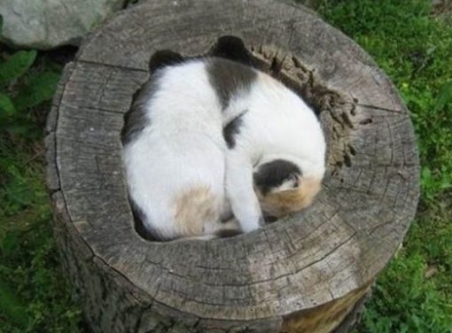 Cat Asleep Inside a Tree Stump 